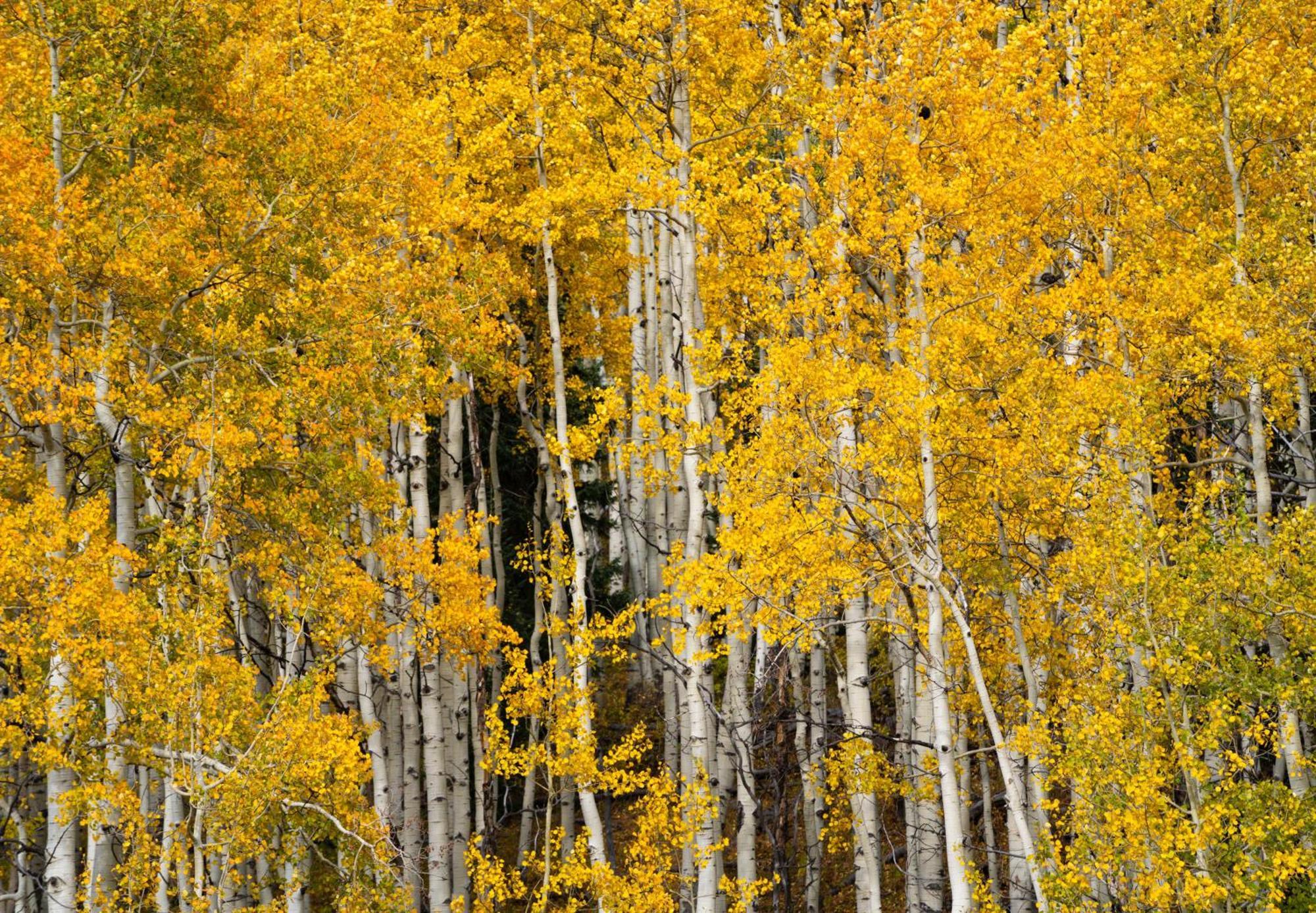 Aspen Springs Angel Fire Aparthotel ภายนอก รูปภาพ